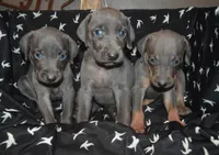 Female , a male Weimaraner for sale in Sylvia, KS – 4 of 5