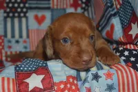 Dapple Female PRA Clear, a female Miniature Dachshund for sale in Sylvia, KS – 3 of 8