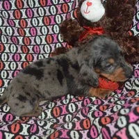 AKC/PRA Clear Male , a male Miniature Dachshund for sale in Sylvia, KS – Photo 9 of 9