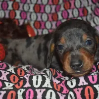 AKC/PRA Clear Male , a male Miniature Dachshund for sale in Sylvia, KS – Photo 5 of 9