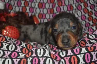 AKC/PRA Clear Male , a male Miniature Dachshund for sale in Sylvia, KS – Photo 1 of 5