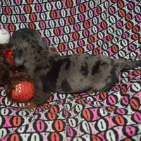 AKC/PRA Clear Male , a male Miniature Dachshund for sale in Sylvia, KS – Photo 8 of 9