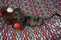 AKC/PRA Clear Male , a male Miniature Dachshund for sale in Sylvia, KS – Photo 4 of 5