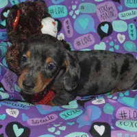 AKC/PRA Clear Male , a male Miniature Dachshund for sale in Sylvia, KS – Photo 3 of 9
