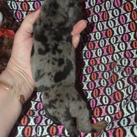 AKC/PRA Clear Male , a male Miniature Dachshund for sale in Sylvia, KS – Photo 6 of 9