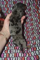 AKC/PRA Clear Male , a male Miniature Dachshund for sale in Sylvia, KS – Photo 2 of 5