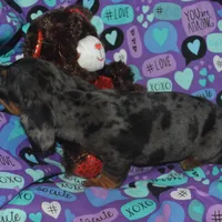 AKC/PRA Clear Male , a male Miniature Dachshund for sale in Sylvia, KS – Photo 4 of 9