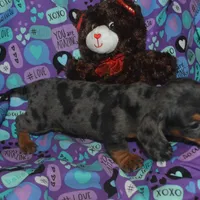 AKC/PRA Clear Male , a male Miniature Dachshund for sale in Sylvia, KS – Photo 2 of 9