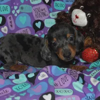 AKC/PRA Clear Male , a male Miniature Dachshund for sale in Sylvia, KS – Photo 1 of 9
