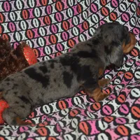 AKC/PRA Clear Male , a male Miniature Dachshund for sale in Sylvia, KS – Photo 7 of 9