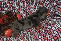 AKC/PRA Clear Male , a male Miniature Dachshund for sale in Sylvia, KS – Photo 3 of 5