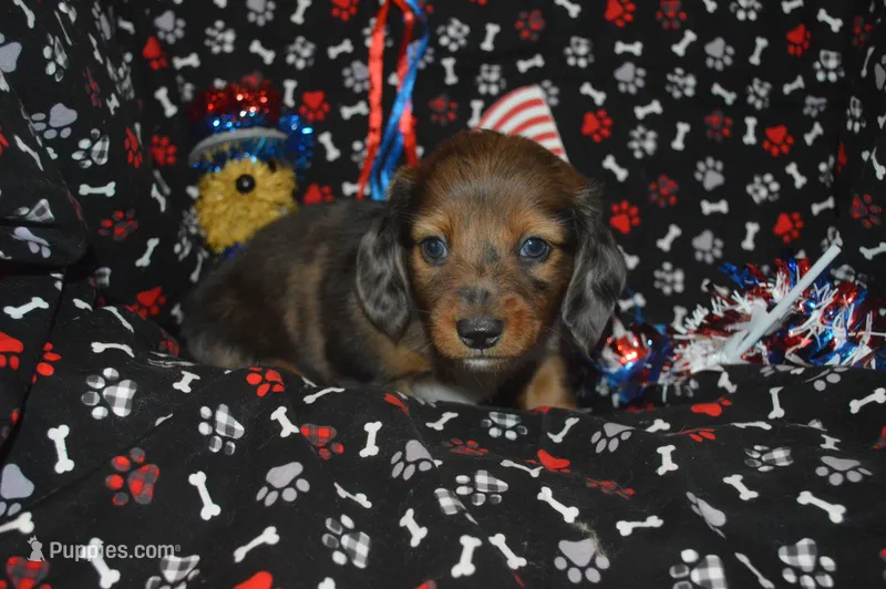 Dapple LH Male  – Miniature Dachshund puppy for sale in Sylvia, KS