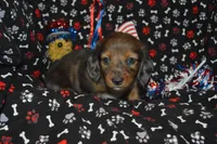 Dapple LH Male , a male Miniature Dachshund for sale in Sylvia, KS – 1 of 5