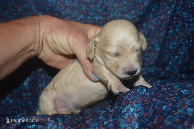 Cream Female AKC/PRA Clear  – Miniature Dachshund puppy for sale in Sylvia, KS