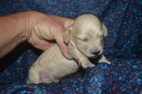 Cream Female AKC/PRA Clear , a female Miniature Dachshund for sale in Sylvia, KS – 1 of 5