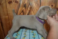 Longhair Female  , a female Weimaraner for sale in Sylvia, KS – 5 of 10