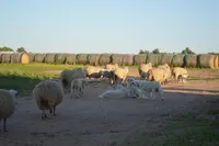 Female LGD , a female Great Pyrenees for sale in Sylvia, KS – Photo 2 of 3