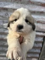 Female LGD , a female Great Pyrenees for sale in Sylvia, KS – Photo 1 of 3