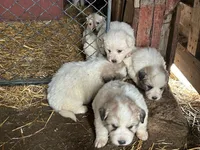 Female LGD , a female Great Pyrenees for sale in Sylvia, KS – Photo 3 of 3