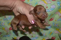 DAPPLE Male , a male Miniature Dachshund for sale in Sylvia, KS – 4 of 7
