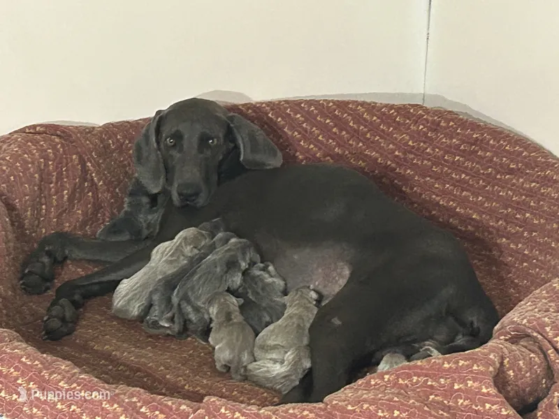 Victoria  – Weimaraner puppy for sale in Sylvia, KS