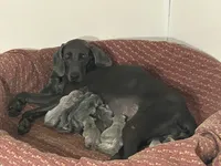 Victoria , a female Weimaraner for sale in Sylvia, KS – 1 of 4