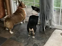 AKC Mowgli, a male Pembroke Welsh Corgi for sale in Sylvia, KS – Photo 3 of 3