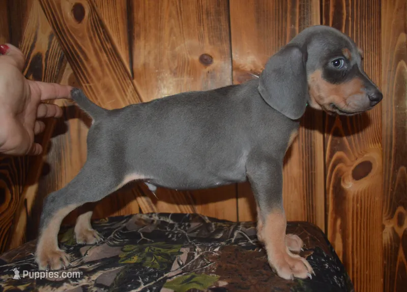 Male MOH Blue – Weimaraner puppy for sale in Sylvia, KS