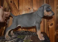 Male MOH Blue, a male Weimaraner for sale in Sylvia, KS – 1 of 4