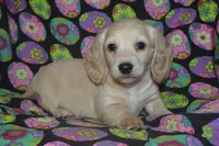 Cream Female , a female Miniature Dachshund for sale in Sylvia, KS – Photo 2 of 4