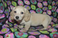 Cream Female , a female Miniature Dachshund for sale in Sylvia, KS – Photo 3 of 4