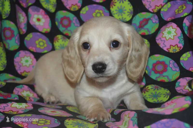 Cream Female  – Miniature Dachshund puppy for sale in Sylvia, KS