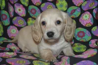 Cream Female , a female Miniature Dachshund for sale in Sylvia, KS – Photo 1 of 4