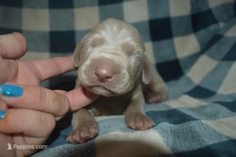 Silver Male AKC  – Weimaraner puppy for sale in Sylvia, KS