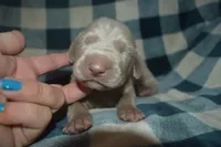 Silver Male AKC , a male Weimaraner for sale in Sylvia, KS – 1 of 3