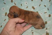 DAPPLE Male , a male Miniature Dachshund for sale in Sylvia, KS – 6 of 10