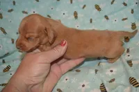 DAPPLE Female , a female Miniature Dachshund for sale in Sylvia, KS – 4 of 7