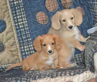 Tommy AKC , a male Miniature Dachshund for sale in Sylvia, KS – 2 of 6