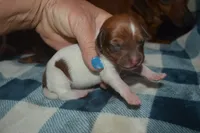 Pie Female , a female Miniature Dachshund for sale in Sylvia, KS – 4 of 7