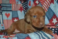 Dapple Female PRA Clear, a female Miniature Dachshund for sale in Sylvia, KS – 4 of 8