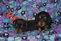 Female BK/TAN AKC/PRA Clear   , a female Miniature Dachshund for sale in Sylvia, KS – Photo 3 of 6