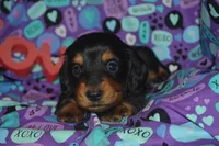 Female BK/TAN AKC/PRA Clear   , a female Miniature Dachshund for sale in Sylvia, KS – Photo 1 of 6