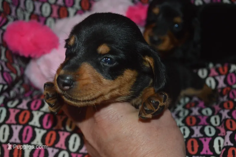 Female BK/TAN AKC/PRA Clear Smooth Coat  