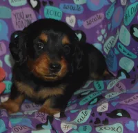 Female BK/TAN AKC/PRA Clear   , a female Miniature Dachshund for sale in Sylvia, KS – Photo 2 of 6