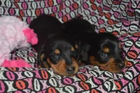 Female BK/TAN AKC/PRA Clear Smooth Coat  , a female Miniature Dachshund for sale in Sylvia, KS – Photo 6 of 7
