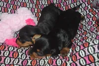 Female BK/TAN AKC/PRA Clear Smooth Coat  , a female Miniature Dachshund for sale in Sylvia, KS – Photo 7 of 7