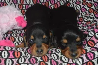 Female BK/TAN AKC/PRA Clear Smooth Coat  , a female Miniature Dachshund for sale in Sylvia, KS – Photo 3 of 7