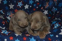 Longer Tail Silver Female AKC , a female Weimaraner for sale in Sylvia, KS – 4 of 7