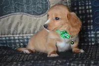 Tommy AKC , a male Miniature Dachshund for sale in Sylvia, KS – 5 of 6