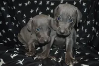 Blue Male , a male Weimaraner for sale in Sylvia, KS – 3 of 4